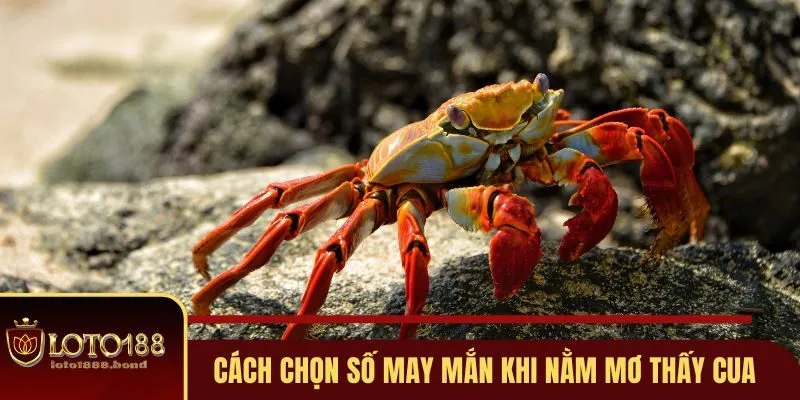 Nằm Mơ Thấy Cua Đánh Số Gì? Bật Mí Những Con Số Cực Chuẩn 4 Chọn số may mắn trong từng giấc mơ về cua