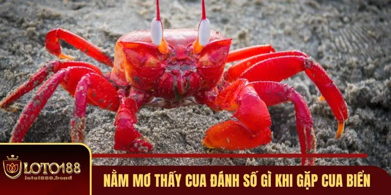 Nằm Mơ Thấy Cua Đánh Số Gì? Bật Mí Những Con Số Cực Chuẩn 3 Nằm mơ thấy cua đánh số gì khi gặp cua biển