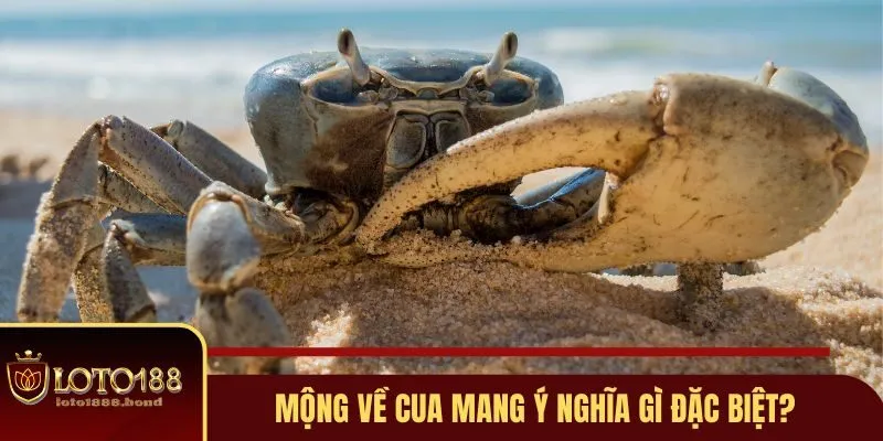 Nằm Mơ Thấy Cua Đánh Số Gì? Bật Mí Những Con Số Cực Chuẩn 2 Mộng về cua mang ý nghĩa gì đặc biệt?